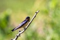 Barn Swallow on a branch in southern Colorado Royalty Free Stock Photo