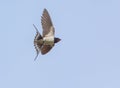 Barn Swallow caught in flight Royalty Free Stock Photo