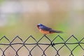 Barn Swallow on a Chain Link Fence Royalty Free Stock Photo