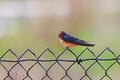 Barn Swallow on a Chain Link Fence Royalty Free Stock Photo