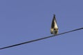 Barn swallow chick preparing for flying lessons, Hirundo rustica, with blue sky as background and the back at the viewer. Royalty Free Stock Photo