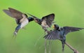 Barn Swallow family