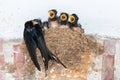 Barn swallow feeding chicks in nest Royalty Free Stock Photo