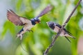 Barn swallow feeding youngster