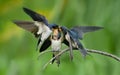 Barn Swallow feeding youngsters Royalty Free Stock Photo