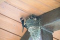 Barn Swallow Feeds an Insect to Several Babies in the Nest Royalty Free Stock Photo