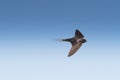 Barn swallow in fligh / Hirundo rustica Royalty Free Stock Photo