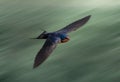 Barn swallow during flight against a motion-blurred background.