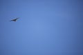 Barn Swallow in Flight Royalty Free Stock Photo