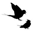 Barn swallow flit and sitting silhouette in vector