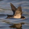 Barn Swallow flying above the water Royalty Free Stock Photo