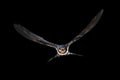 Barn swallow flying on black background Royalty Free Stock Photo