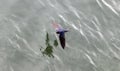 Barn Swallow flying Royalty Free Stock Photo