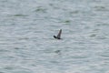 Barn Swallow Flying Hirundo rustica Royalty Free Stock Photo