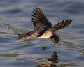 Barn Swallow flying above the water Royalty Free Stock Photo