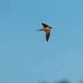 Barn swallow flying at lakeside Royalty Free Stock Photo