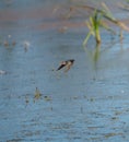 Barn swallow flying at lakeside Royalty Free Stock Photo