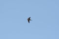 Barn swallow flying at lakeside Royalty Free Stock Photo