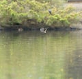 Barn swallow flying at lakeside Royalty Free Stock Photo