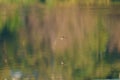 Barn swallow flying at lakeside Royalty Free Stock Photo