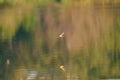 Barn swallow flying at lakeside Royalty Free Stock Photo
