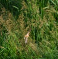 Barn swallow flying at lakeside Royalty Free Stock Photo