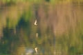Barn swallow flying at lakeside Royalty Free Stock Photo