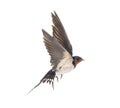 Barn Swallow Flying wings spread, bird, Hirundo rustica, flying against white