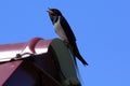 Barn Swallow or Hirundinidae bird on the roof against the blue sky