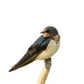 Barn swallow Hirundo rustic Pacific Swift fat bird with velvet dark blue and brown feathers perching on thin bamboo twig Royalty Free Stock Photo