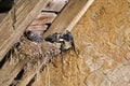 Barn Swallow, hirundo rustica, Adult Feeding Chicks at Nest, Normandy Royalty Free Stock Photo