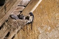 Barn Swallow, hirundo rustica, Adult Feeding Chicks at Nest, Normandy Royalty Free Stock Photo