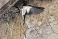 Barn Swallow, hirundo rustica, Adult in Fligh at Nest, Normandy Royalty Free Stock Photo