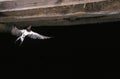 Barn Swallow, hirundo rustica, Adult in Fligh, Normandy in France