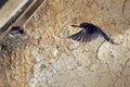 Barn Swallow, hirundo rustica, Adult in Flight, Feeding Chicks at Nest, Normandy Royalty Free Stock Photo