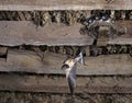 Barn Swallow, hirundo rustica, Adult in Flight, Feeding Chicks at Nest, Normandy Royalty Free Stock Photo