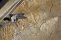 BARN SWALLOW hirundo rustica, ADULT IN FLIGHT WITH INSECTS IN ITS BEAK FOR FEEDING CHICKS IN NEST, NORMANDY