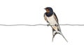 Barn Swallow, Hirundo rustica Royalty Free Stock Photo