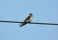 Barn Swallow (Hirundo rustica)