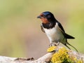Barn swallow, Hirundo rustica. A bird sits on a beautiful branch Royalty Free Stock Photo