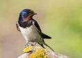 Barn swallow, Hirundo rustica. A bird sits on a beautiful branch. Looks away Royalty Free Stock Photo