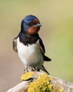 Barn swallow, Hirundo rustica. A bird sits on a branch. Looks away and sings Royalty Free Stock Photo