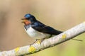 Barn swallow, Hirundo rustica. A bird sits on a branch. Looks away and sings Royalty Free Stock Photo