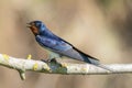 Barn swallow, Hirundo rustica. A bird sits on a branch. Looks away and sings Royalty Free Stock Photo