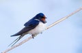 Barn swallow, Hirundo rustica. A bird sits on a reed stalk against the sky Royalty Free Stock Photo