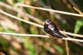 Barn Swallow, Hirundo rustica. A bird sits on a reed stalk near the water Royalty Free Stock Photo