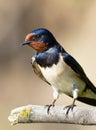 Barn swallow, Hirundo rustica. A bird sitting on a branch, close-up Royalty Free Stock Photo