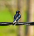 Barn swallow or Hirundo rustica birds sitting on a wire. Royalty Free Stock Photo