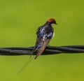 Barn swallow or Hirundo rustica birds sitting on a wire. Royalty Free Stock Photo