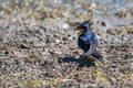 Barn Swallow or Hirundo rustica builds nest Royalty Free Stock Photo